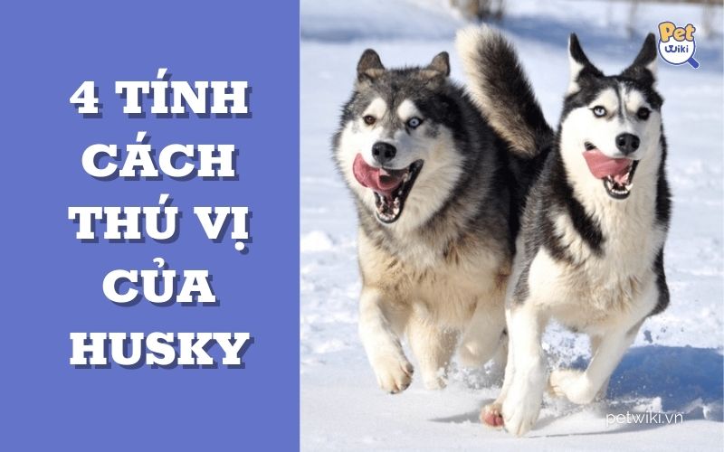 4 tính cách thú vị của chó Husky