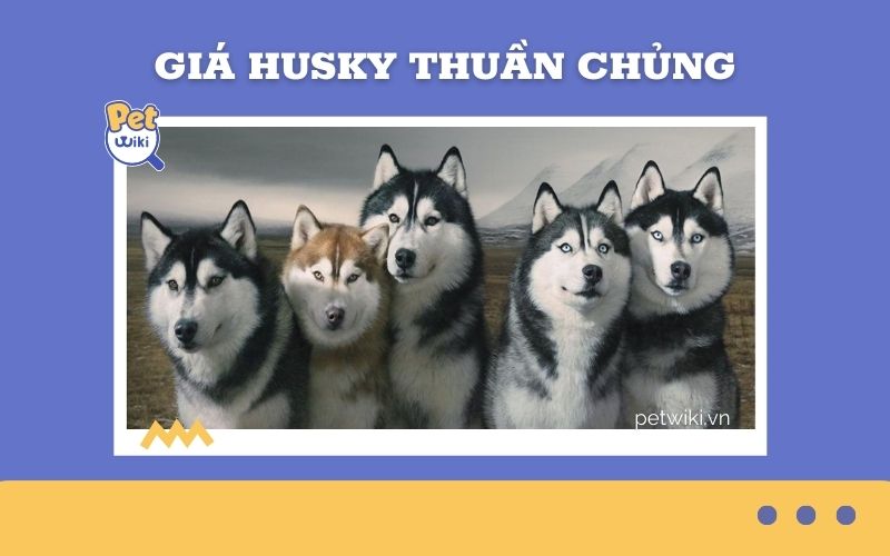 Giá chó Husky thuần chủng