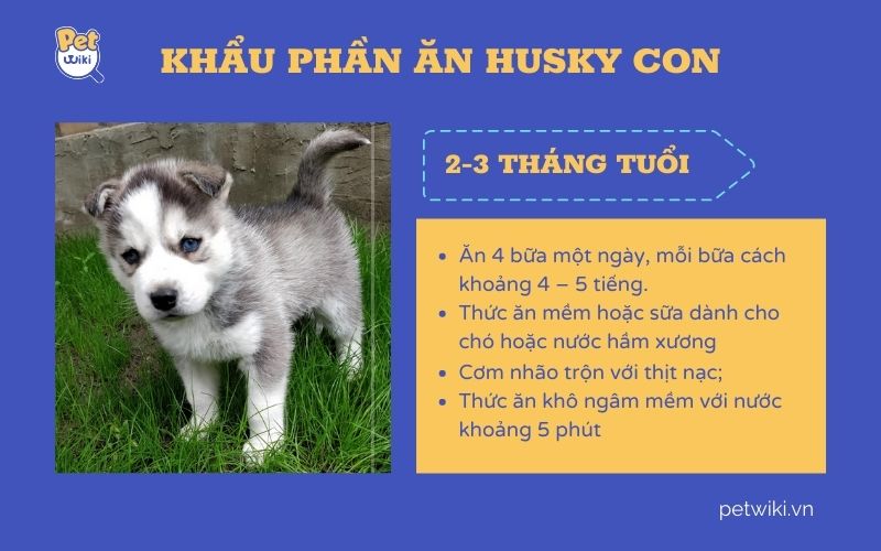 Chó husky ăn gì vào độ tuổi từ 2 - 3 tháng?
