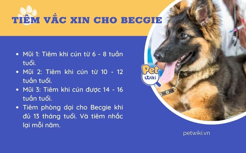 Một trong những cách nuôi chó Becgie con đúng chuẩn là thực hiện tiêm vắc xin cho cún
