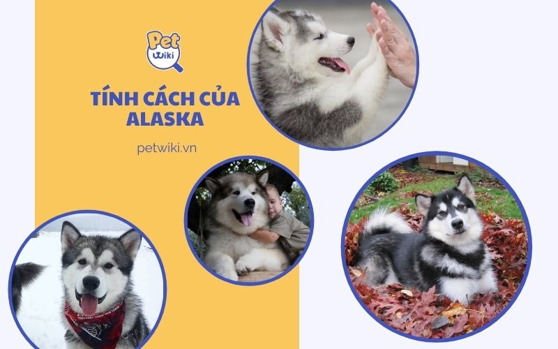 Tính cách của Alaska