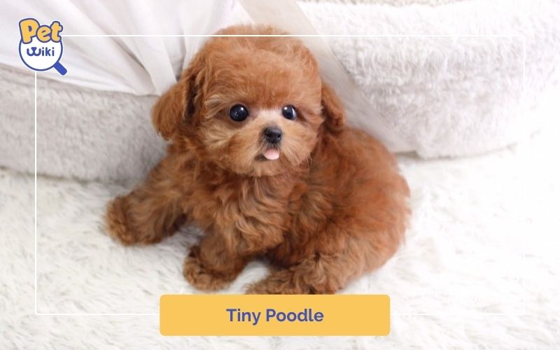 Tiny Poodle