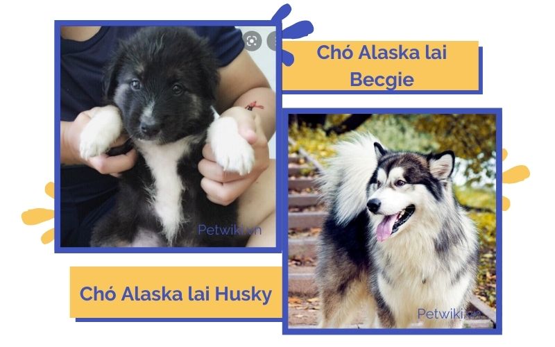 Chó Alaska lai Becgie và lai Husky