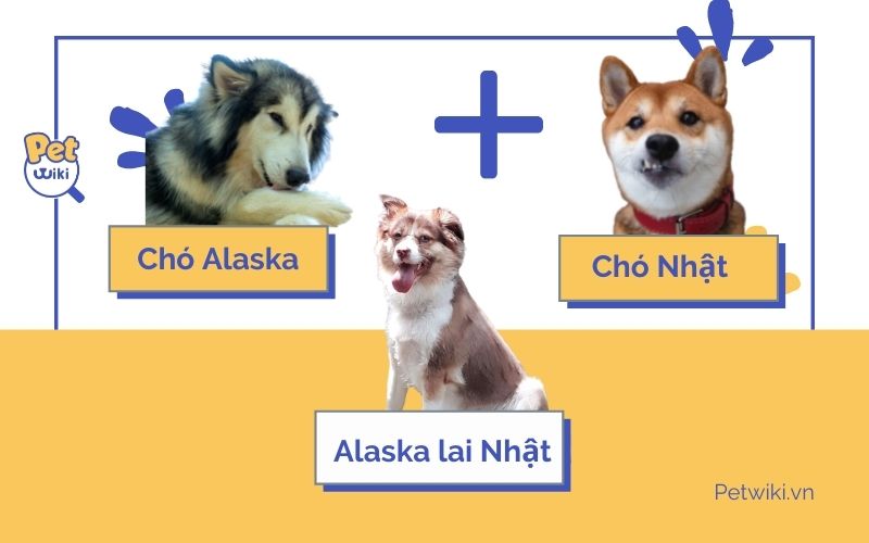 Chó Alaska lai chó Nhật