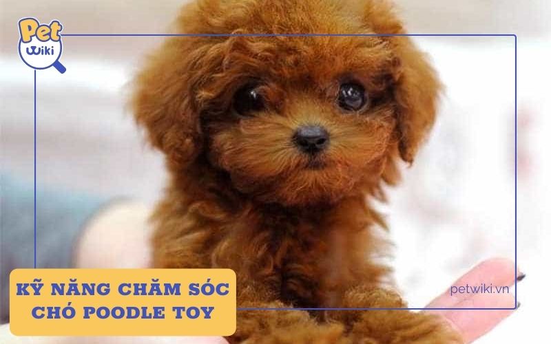 Kỹ năng chăm sóc chó Poodle Toy