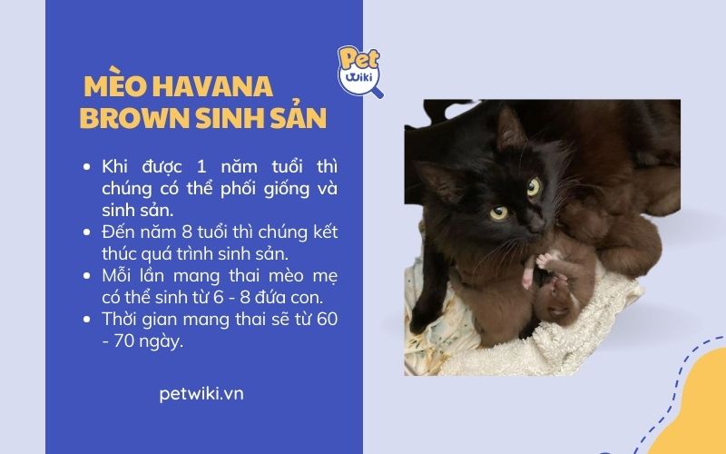 Mèo Havana Brown sinh sản như thế nào?
