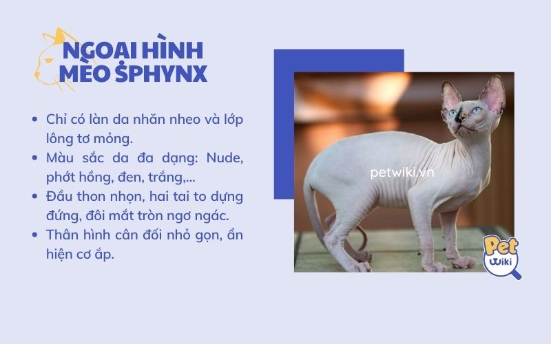 Ngoại hình có phần khó ưa và hung dữ của mèo Sphynx