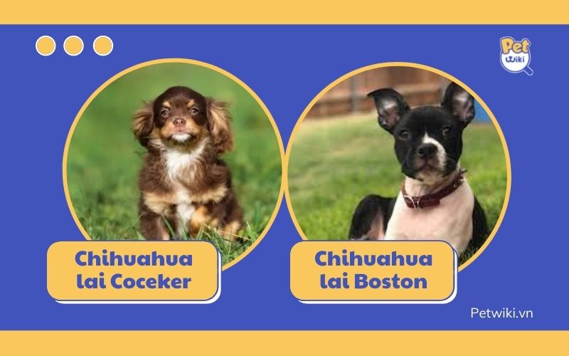 Chó Chihuahua lai Cocker Spaniel và lai chó Boston