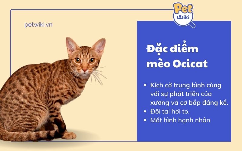 Đặc điểm mèo Ocicat