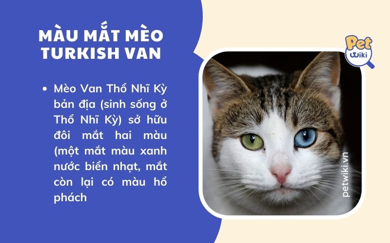 Mèo mắt có 1 không 2 mèo Van Thổ Nhĩ Kỳ