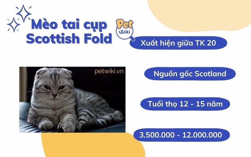 Mèo tai cụp Scottish Fold