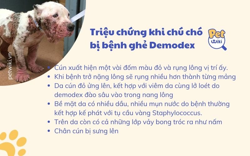 Triệu chứng bệnh Demodex