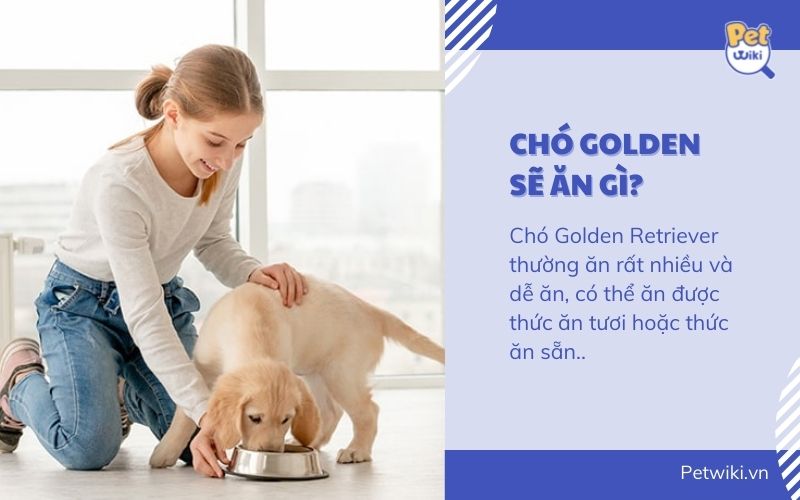 Chó Golden ăn gì