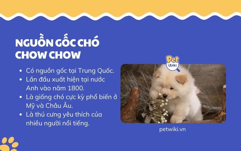 Nguồn gốc chó Chow Chow