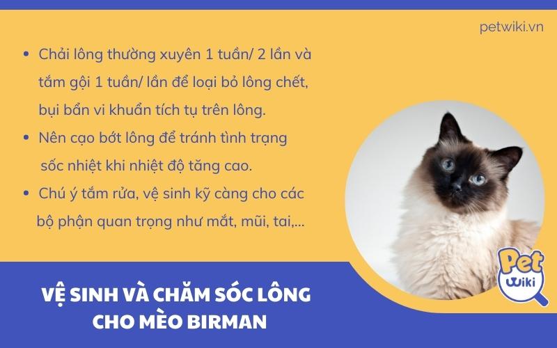 Vệ sinh và chăm sóc cho mèo Birman
